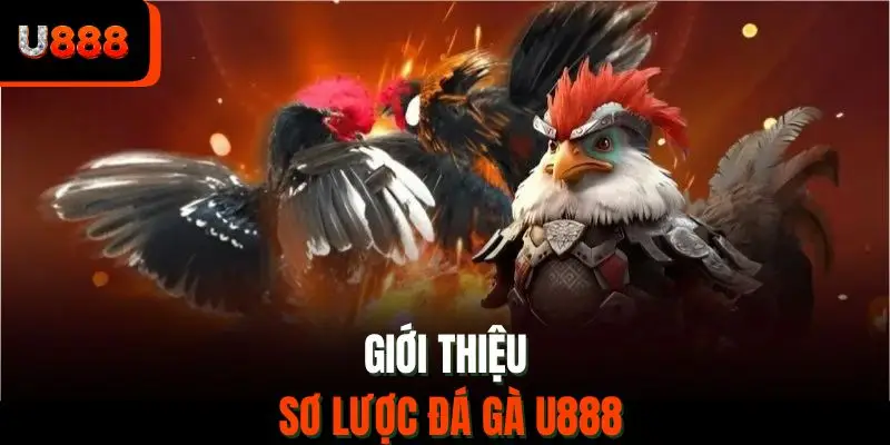 Luật Đá Gà – Quy Định Chi Tiết, Cần Biết Trước Khi Tham Gia